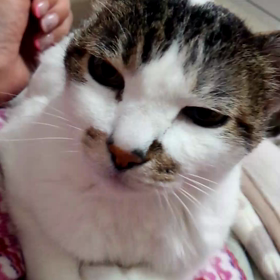 ミユの耳で遊ぶの画像