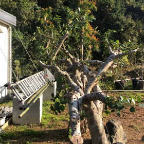 ジョウビタキ㉚『ガジュマルから御出迎え』の画像