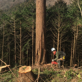 花粉退治。の画像