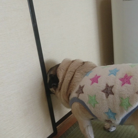 どうした？の画像