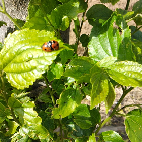 ○てんとう虫のサンバ○の画像