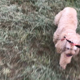 ♪お散歩動画♪代々木公園♪の画像