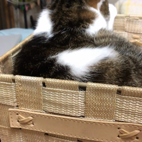 キャットウォークに付けるつもりのカゴ…デール気に入ってくれるかなぁ？の画像