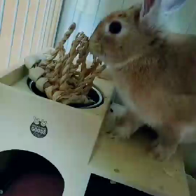 歌とふぅちゃんの画像