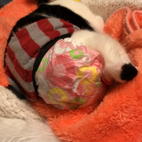 党首のお返事の画像