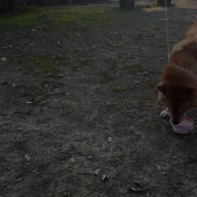 楽しいお散歩の画像