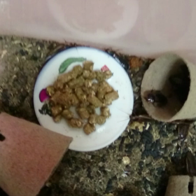 デュビア動画の画像