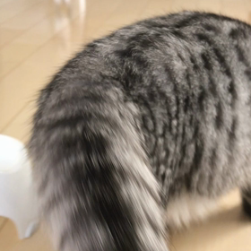 忠犬ハチ公？の画像