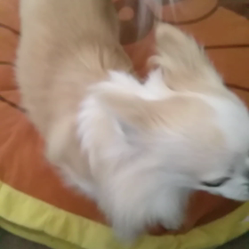 奪い合いの画像