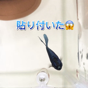 ジャンプして貼り付いたルルちゃんの画像