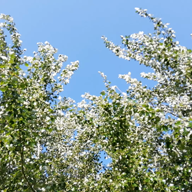 ミドリのキラキラ(動画)の画像