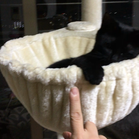 ダージリン嬢のブームの画像