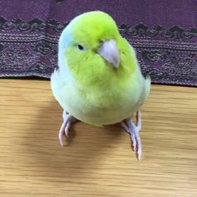 とろけるりの画像