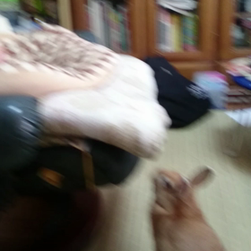 ウサギの脚力✨すごい⤴⤴の画像