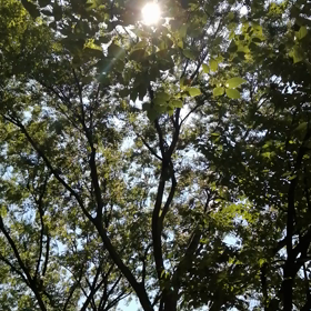 夏之物语の画像