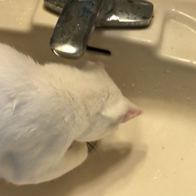 氷だぁ！の画像