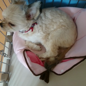 ぷっしゅんアロハの画像