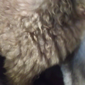 新入生プードルちゃんのホームステイの画像