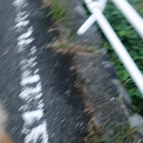 今朝は何年かぶりかの飼い主朝寝坊。手早く準備して何とか朝散歩出発‼️未来丸は迷惑そうだったがゴロの画像