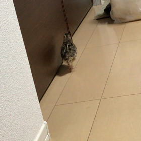 人参はお嫌い？の画像