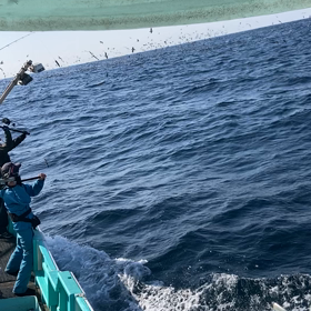 今日の群れの動画追加❗️の画像