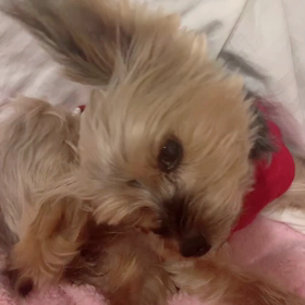 今日の小梅Ⅺの画像