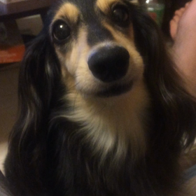 うちのわんこ*\(^o^)/*の画像