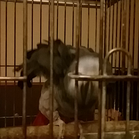 猫になったヨウムのようちゃんの画像