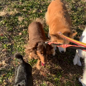 12月8日11わんこと1時間30分遠足　　代々木公園の画像