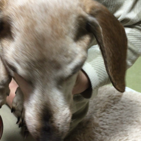 怒らせる遊びの画像