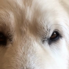 お目々で指揮( ^ω^ )Conduct with eyesの画像