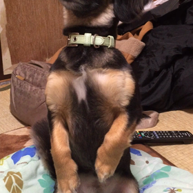 プレーリードッグの真似の画像