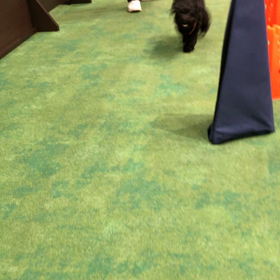 わんこ旅行　in片山津の画像