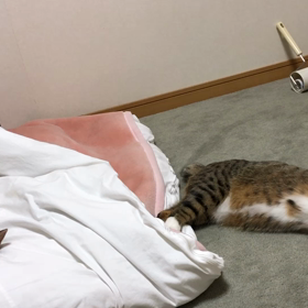 私のストレス…独り言。動物は可愛い2匹動画。の画像