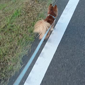 今回も蘭丸のひたすら散歩シーンです。の画像