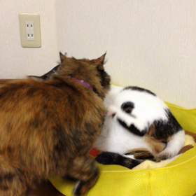 ちょっと迷惑？の画像