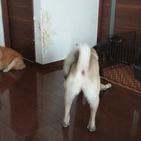 元野犬の将来の画像