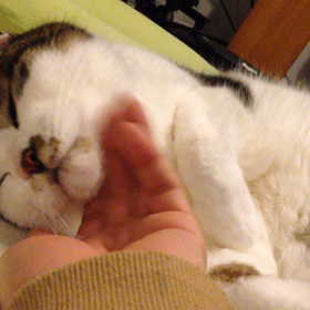 フェイシャルエステの画像