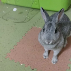 うさぎのうーさの画像