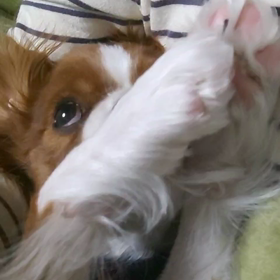 ねこねこ そらの画像