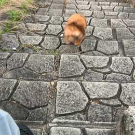 今日の夕うさんぽの画像