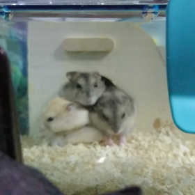 せまっ！の画像