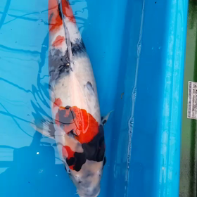 お世話になりますの画像