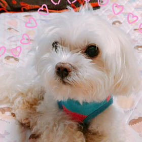我が家の愛犬くぅーたんの画像