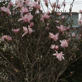 今日は風が強いの画像