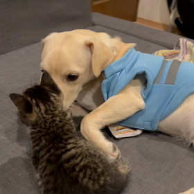 ハクとフクの画像