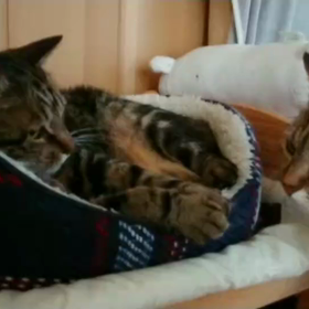 ねこ動画の画像