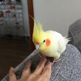 春は “指まくら” の季節♪の画像