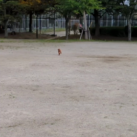 チョコちん７ヶ月なりました。の画像