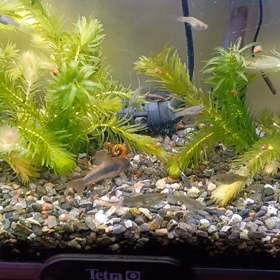 エンドラーズの薦め。の画像